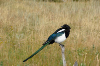 Black-Billed Magpie