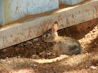 Young Desert Cottontail