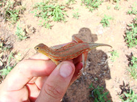 Female Lesser Earless Lizard (Holbrookia maculata)