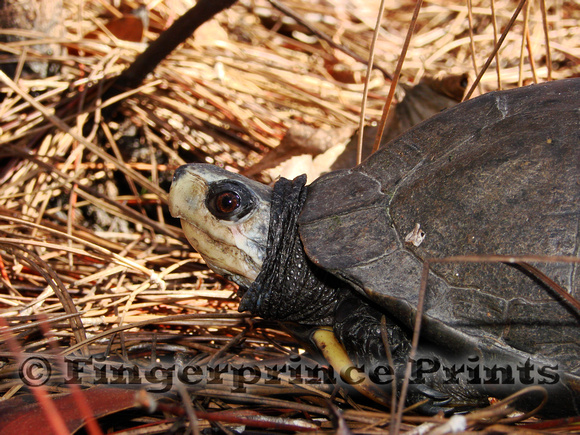 Male Gulf Coast Box Turtle (Terrapene carolina major)