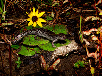 Ambystomatid (Mole Salamander)