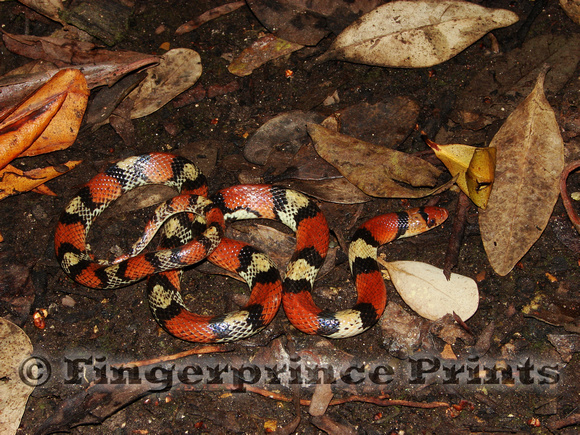 Florida scarlet snake