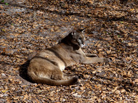 Florida Panther (Puma concolor coryi)