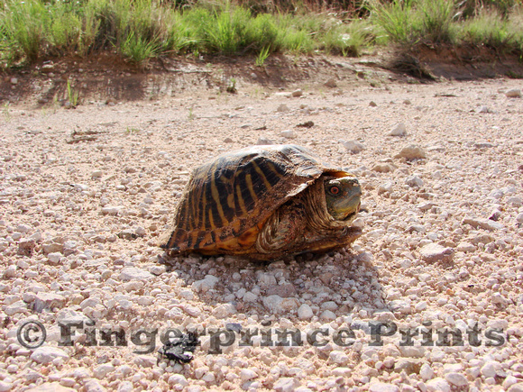 Male Ornate Box Turtle (Terrapene ornata)