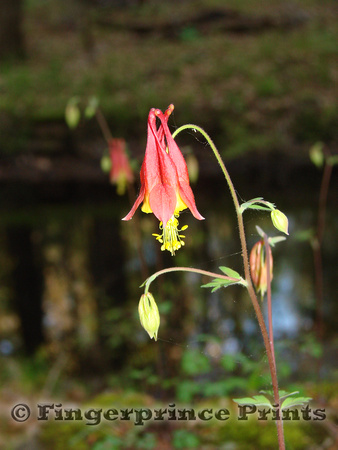 Wild Columbine (Aquilegia canadensis)