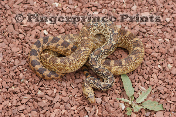 Gopher Snake (Pituophis catenifer affinis)