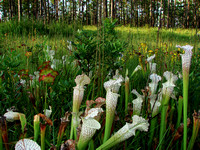 White-Topped Pitcher Plants (Sarracenia leucophylla)