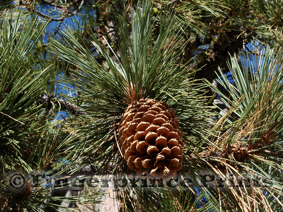 Jeffrey Pine (Pinus jeffreyi)