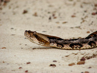 Timber/Canebrake Rattlesnake