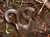 Black Swamp Snake