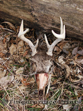 Whitetail Deer Skull