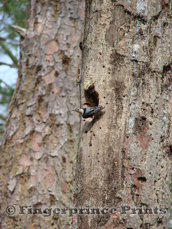 White-Breasted Nuthatch at Cavity