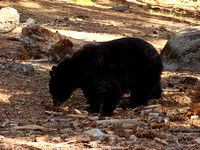 Black Bear